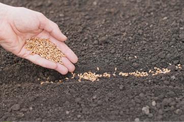 В семенном альянсе опровергли проблемы с качеством российских семян